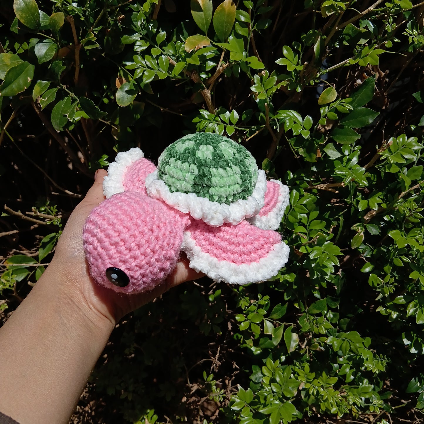 Small turtle