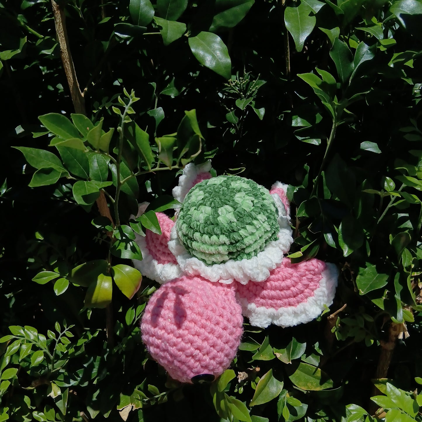 Small turtle