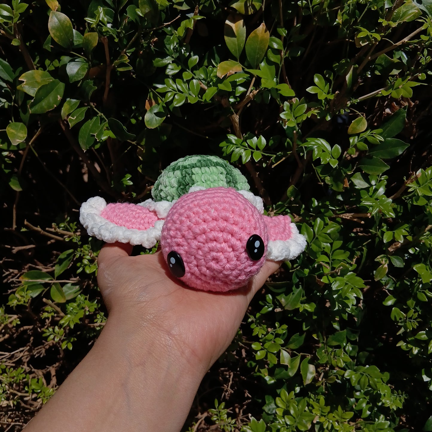 Small turtle