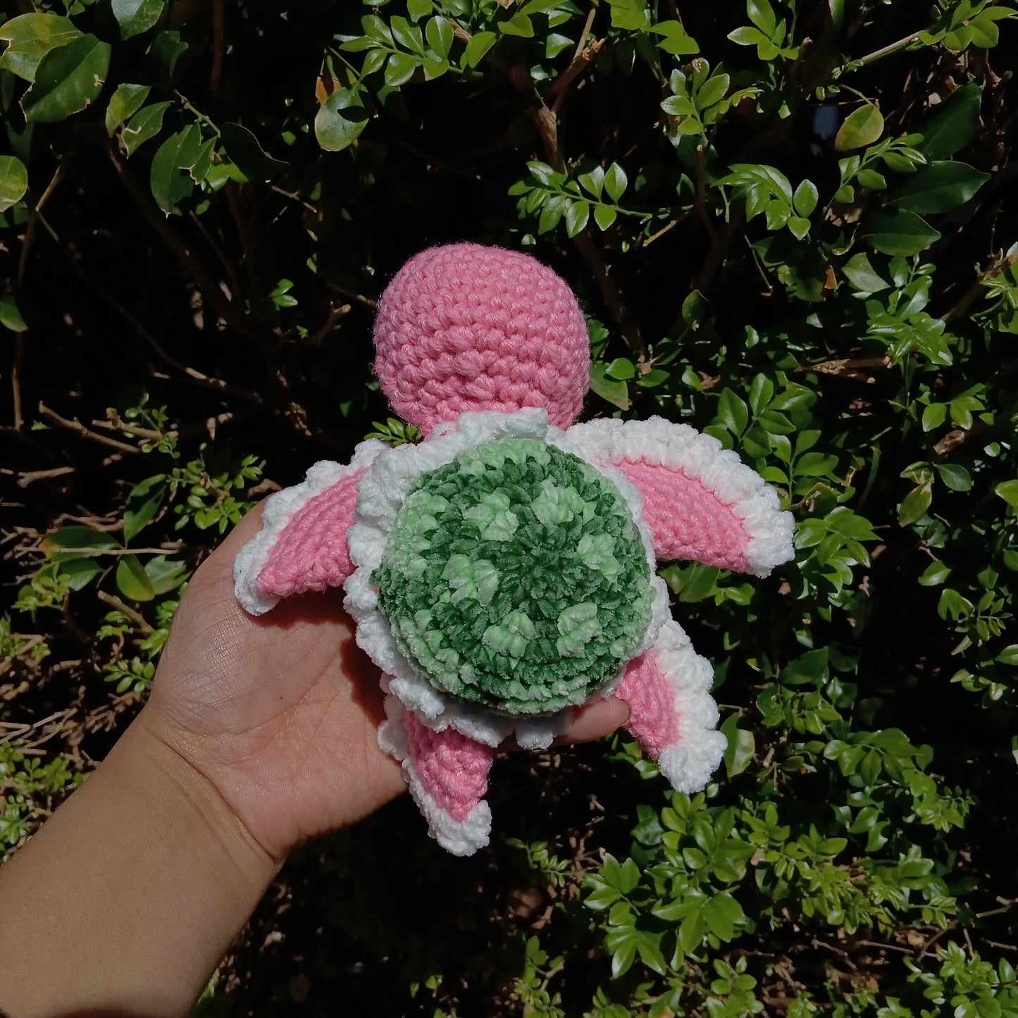 Small turtle